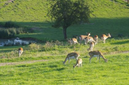 Une famille de cerfs, parmi les animaux que vous pouvez observer au Cerza Safari Lodge