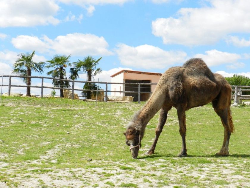 Le parc animalier